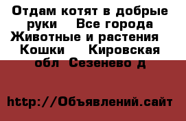 Отдам котят в добрые руки. - Все города Животные и растения » Кошки   . Кировская обл.,Сезенево д.